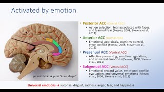 Anterior Cingulate Cortex and Emotion [upl. by Acirej]