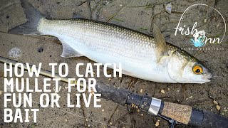 How To Catch Mullet For Fun Or Live Bait [upl. by Atyekram]