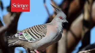 Pigeons sound a warning call—with their feathers [upl. by Ecilayram]