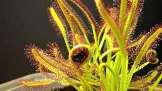 Drosera Capensis time lapse eating a fly HD with a surprise [upl. by Ennaeerb214]