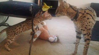 Serval Meets Savannah For The First Time [upl. by Oetomit]