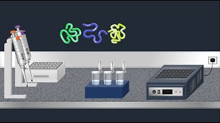 SDSPAGE Sodium Dodecyl Sulfate–PolyAcrylamide Gel Electrophoresis–Animation [upl. by Tasiana]