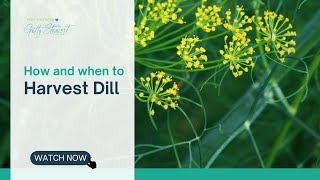 How and When to Harvest Dill [upl. by Esenahs191]