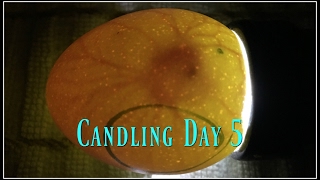 Candling Eggs Day 5 [upl. by Dael247]