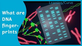 How does DNA fingerprinting work [upl. by Sagerman]