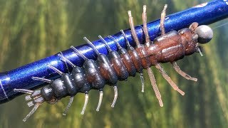 Hellgrammite Hammer Time On Some River Smallmouth [upl. by Eatton358]