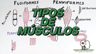 Tipos de Músculos Esqueléticos [upl. by Davena495]