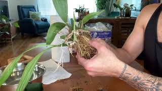 Repotting My Coryanthes Macrantha x Self [upl. by Enneicul]