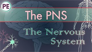 The Nervous System Peripheral Nervous System PNS [upl. by Hephzipah]