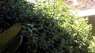 How To Prune Star Jasmine  Trachelospermum jasminoides [upl. by Epilif815]