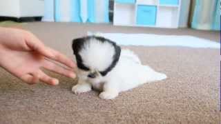 Cute Teacup Puppy Shih Tzu [upl. by Niatsirt]