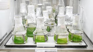 Inoculation of Microalgae [upl. by Ursas]