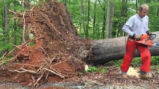 How a fallen tree can kill you Watch and Learn treefelling chainsawman [upl. by Anett278]