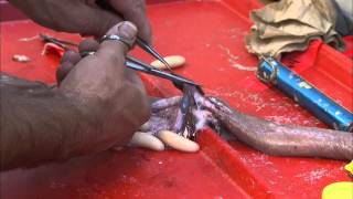 Hagfish Dissection [upl. by Revned]