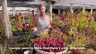 How to Grow Sarracenia purpurea [upl. by Leslee760]