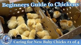 How to Raise Baby Chickens 1 0f 4  RAISING CHICKENS 101 [upl. by Ravel]