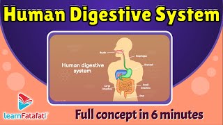 Class 7 Science Chapter 2 Nutrition in Animals  Human Digestive System  CBSE  LearnFatafat [upl. by Mccullough]