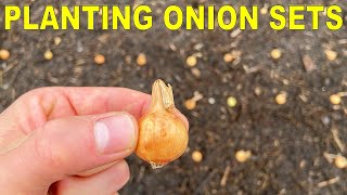 Planting Onion Bulbs A Complete Guide From Start To Finish [upl. by Salem26]