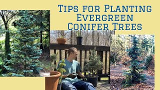 Tips for Planting Evergreen Conifer Trees Tutorial [upl. by Fabien]