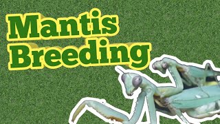 How To Breed Praying Mantises For Beginners [upl. by Annasus]