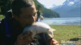 Bear Grylls eats live Salmon [upl. by Eibba]