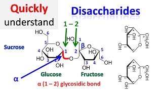 Disaccharide [upl. by Asoral]