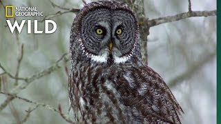 Owls Have Superior Senses  Nat Geo WILD [upl. by Adnuhsor]