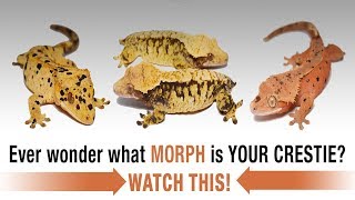 The COMPLETE Guide to Crested Gecko Morphs Part 1 [upl. by Eiralam]