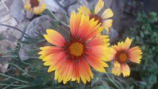 Gaillardia [upl. by Kittie]