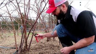 When to Prune Blackberry Bushes [upl. by Sesylu907]