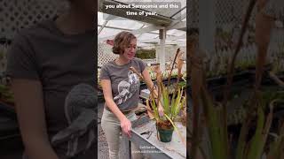 How to Trim Sarracenia Pitcher Plants [upl. by Roumell973]