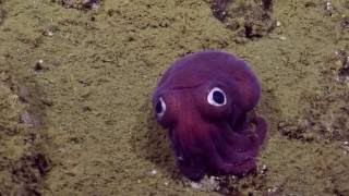 Googlyeyed Stubby Squid  Nautilus Live [upl. by Norval]