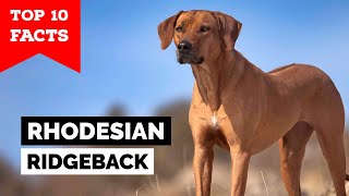 Rhodesian Ridgeback  Top 10 Facts [upl. by Naitsirt]