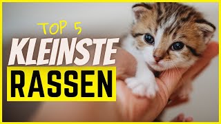 Top 5 kleinste Katzenrassen Achtung niedlich [upl. by Sehguh944]