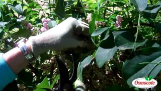 How To Prune the Akebia Vine Chocolate Flower Vine [upl. by Ashlee]