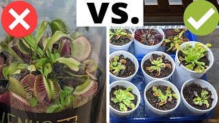 The Complete Venus Flytrap Indoor Care Guide 🌱 [upl. by Diaz]