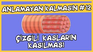 Anlamayan Kalmasın 12 Çizgili Kasların Kasılması [upl. by Hugh]