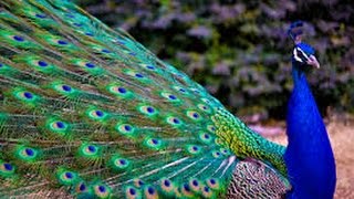 Peacock  One of the Most Beautiful Bird [upl. by Mcgraw]