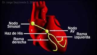 Electrocardiografía Básica Parte 24 [upl. by Crotty]