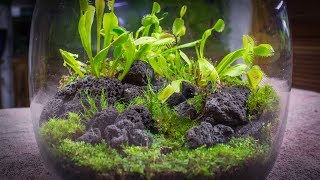 The Venus Fly Trap Terrarium [upl. by Schonthal]