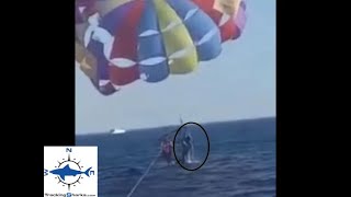 First known shark attack while parasailing [upl. by Adal949]