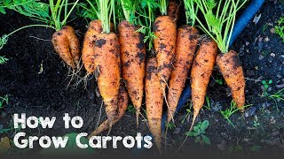 How to Grow Carrots from Seed to Harvest [upl. by Buck788]