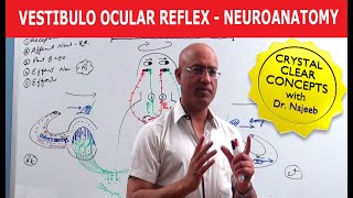 Vestibulo Ocular Reflex  Neuroanatomy [upl. by Adas]