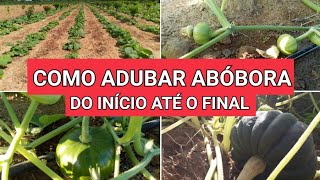 Como ADUBAR ABÓBORA do início até o final colheita de sucesso [upl. by Laeynad]