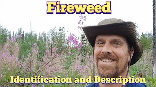 Fireweed  Identification and Description Edible and Medicinal [upl. by Alemak]