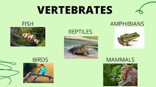 Vertebrates  Science Lesson  What are vertebrate animals [upl. by Jorie]