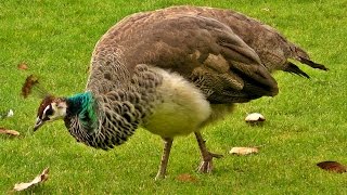 Green Peafowl Season of Life [upl. by Scoles]