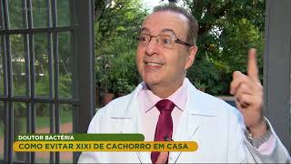 Dr Bactéria ensina como evitar xixi de cachorro em casa [upl. by Caprice]