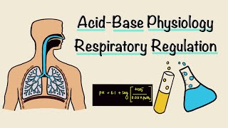 Acid Base Physiology  Part Two  Respiratory Regulation  Respiratory Physiology [upl. by Kcirnek]