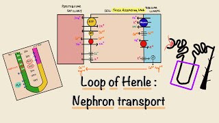 Loop Of Henle  Nephron Transport  Renal Physiology [upl. by Yraillih]